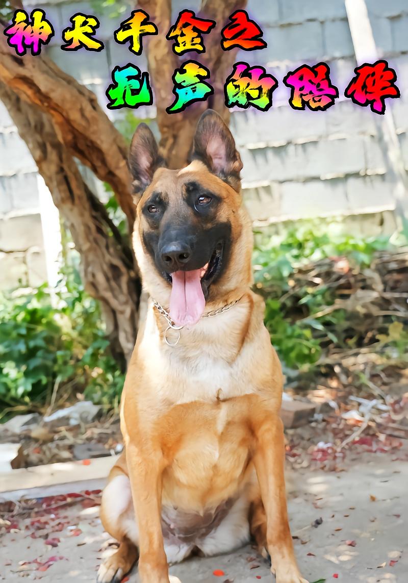 Divine Dog's Daughter: Silent Companionship